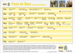 treesforbees2_001